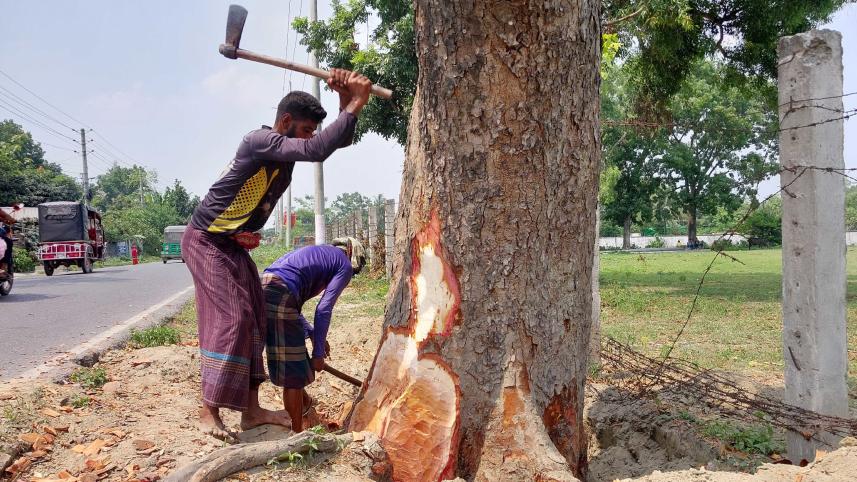 tangail-aricha-highway-tree-felling-2.jpg