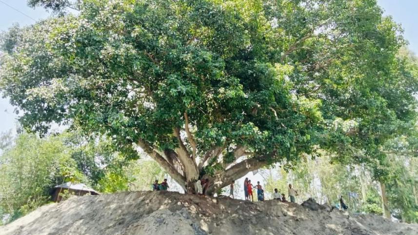 tangail-banayan-tree.jpg