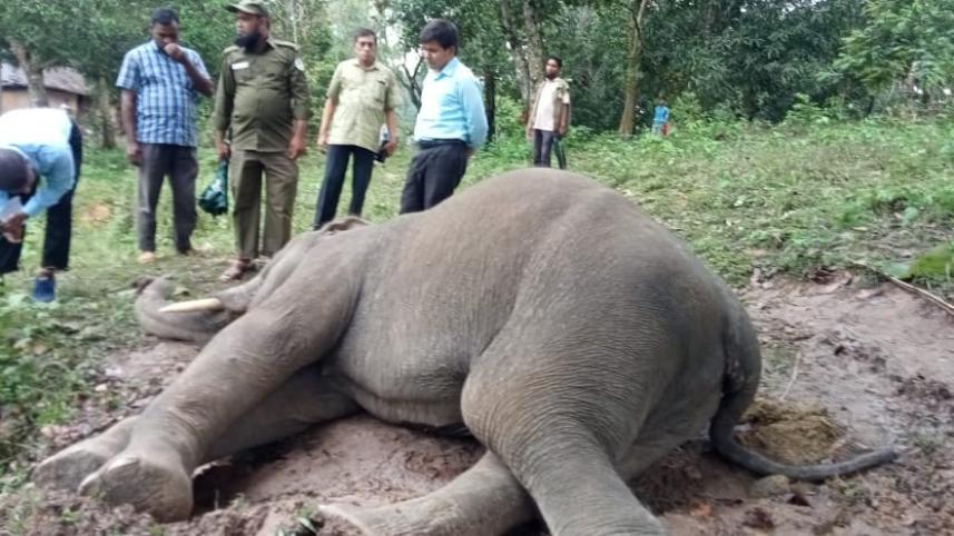 elephant-shot-dead