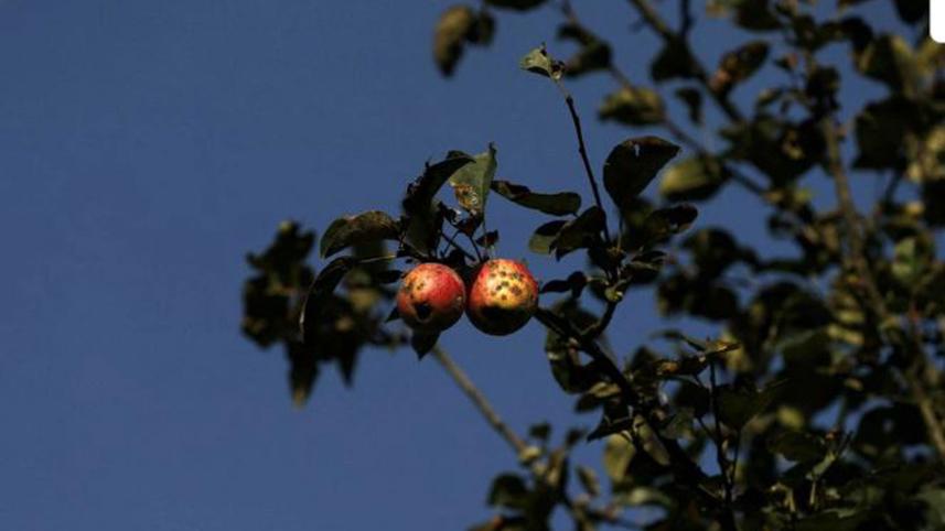 india-to-face-apple.jpg