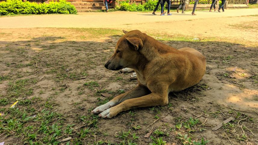 7 facts to consider before adopting a pet