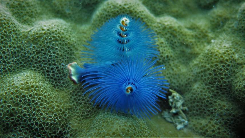 bay_of_bengal_underwater_christmas_tree_worm.jpg