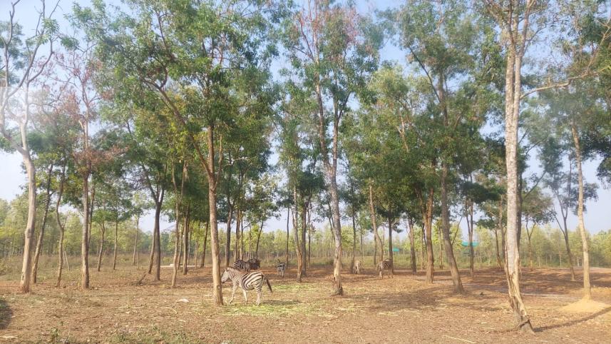 Bangabandhu Sheikh Mujib Safari Park