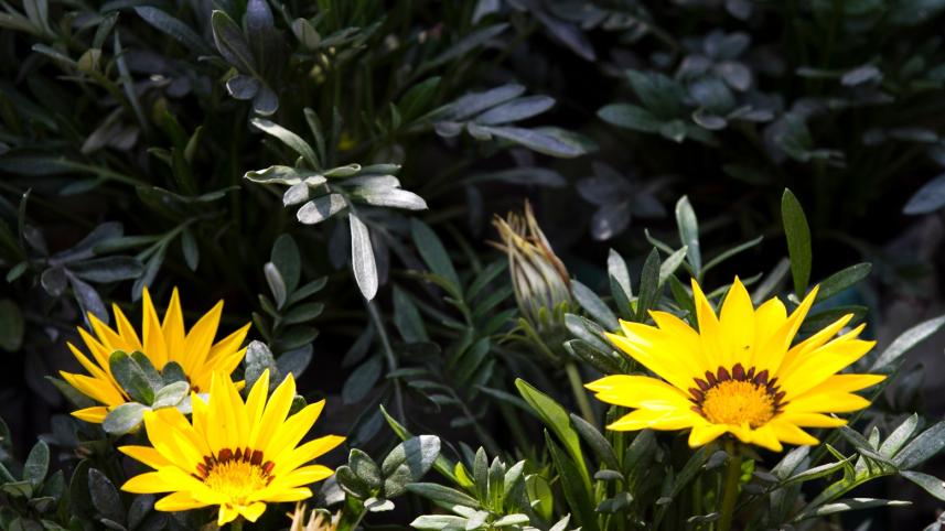 Consequences of climate change on gardening