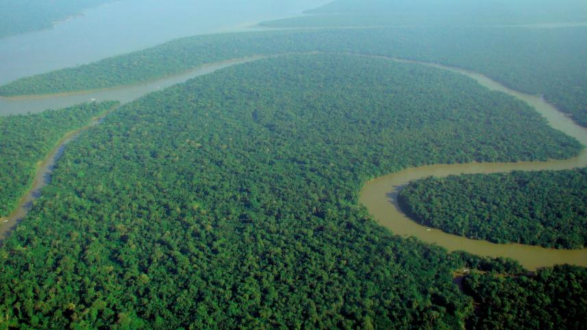 Amazon 7 most beautiful forests around the world 