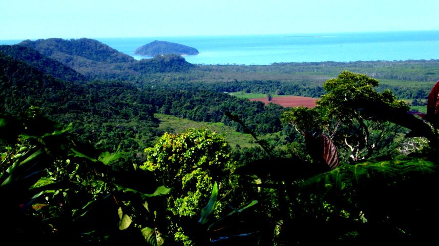 daintree 7 most beautiful forests around the world 