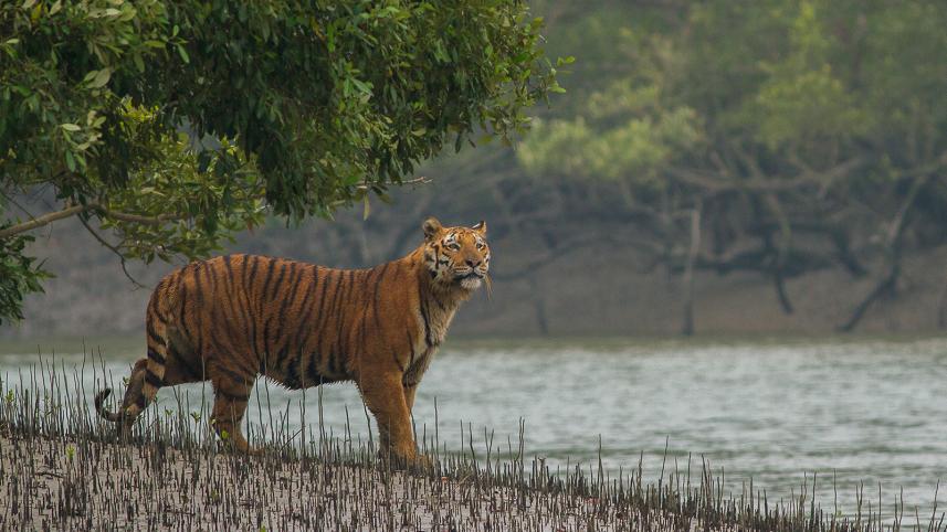 sundarban 7 most beautiful forests around the world 