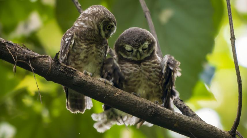 spotted-owlet_national_botanical_garden_mohammad_ridwanur_rahman_9.jpg