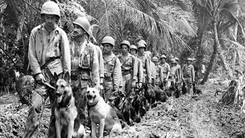 US Marines dogs