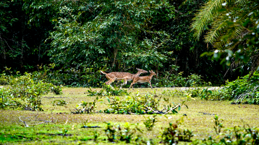 sundarbans_toursim.png