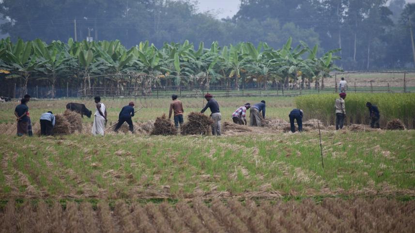 paddy photo by mostafa shabuj taken november 23 from Bogura Shajahanpur Upazila.jpg