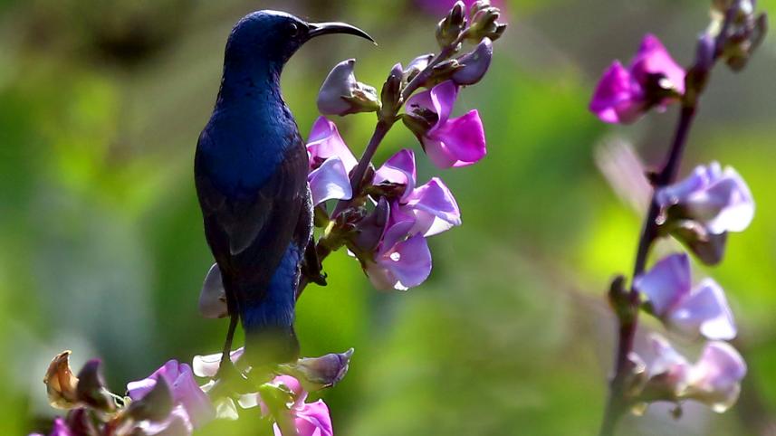 purple sunbird