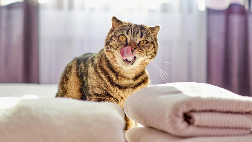 Stop ignoring your laundry! How often sheets and towels need a wash