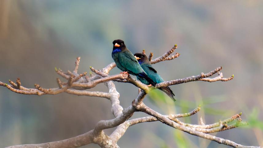 oriental dollarbirds 