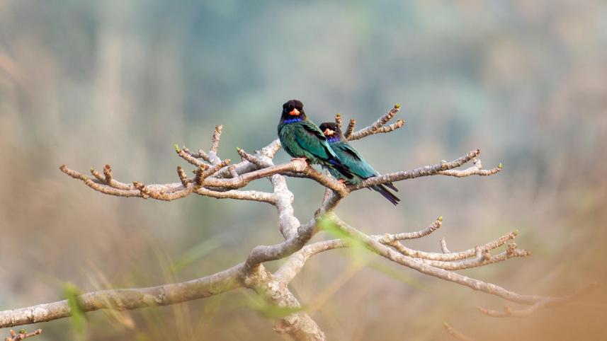 oriental dollarbirds 
