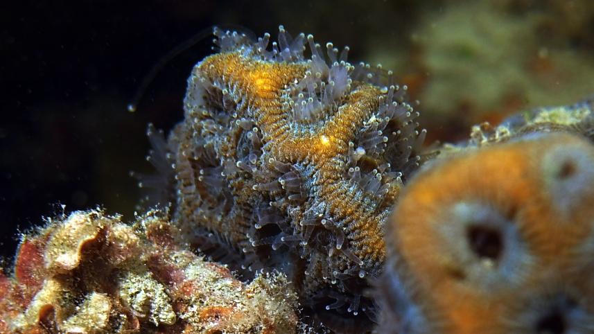 brain root coral