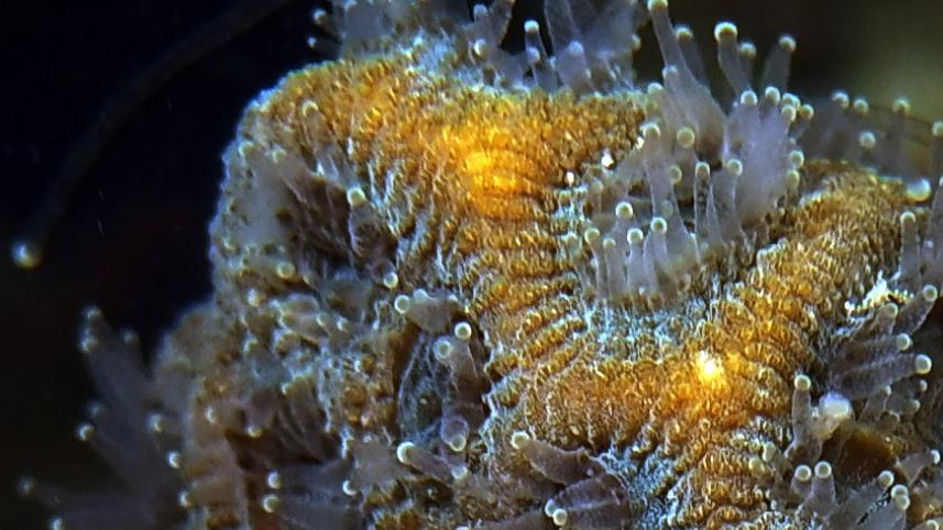 brain root coral
