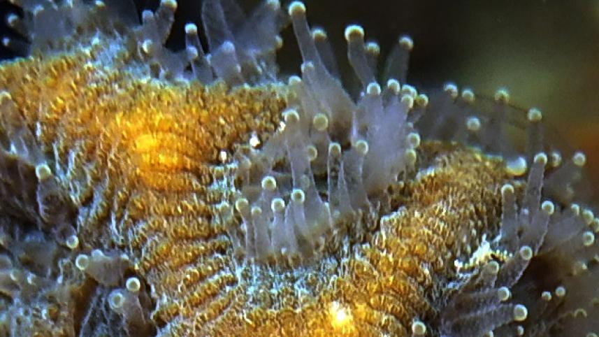 brain root coral