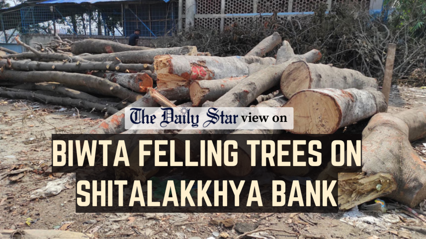 50 trees on the banks of the Shitalakkhya River