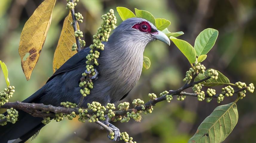 green-billed_malkoha_satchori_national_park_ridwanur_rahman.jpg