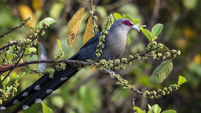 green-billed_malkoha_satchori_national_park_ridwanur_rahman_3.jpg