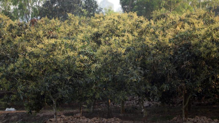 dinajpur_litchi_02.jpg