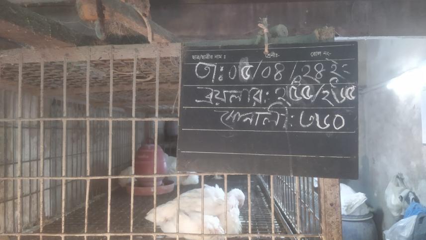 chicken prices