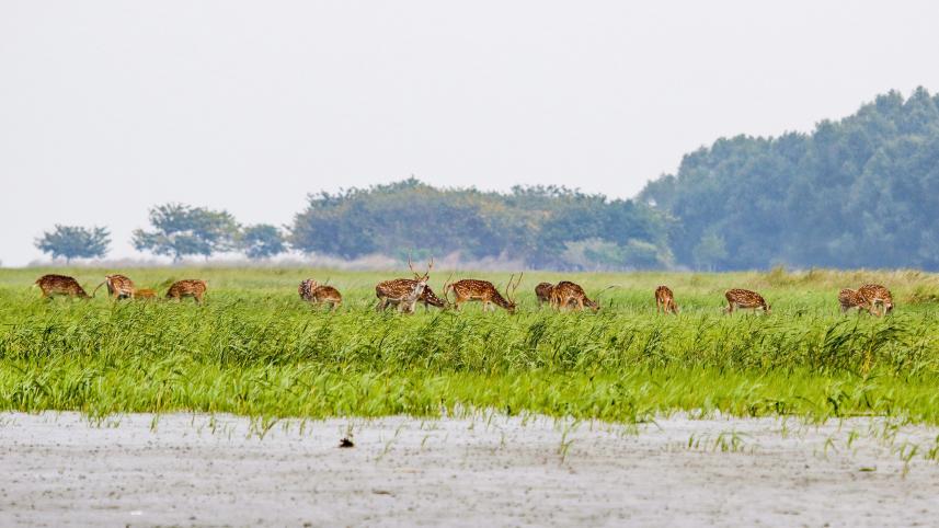 khulna-chitra_deer.jpg