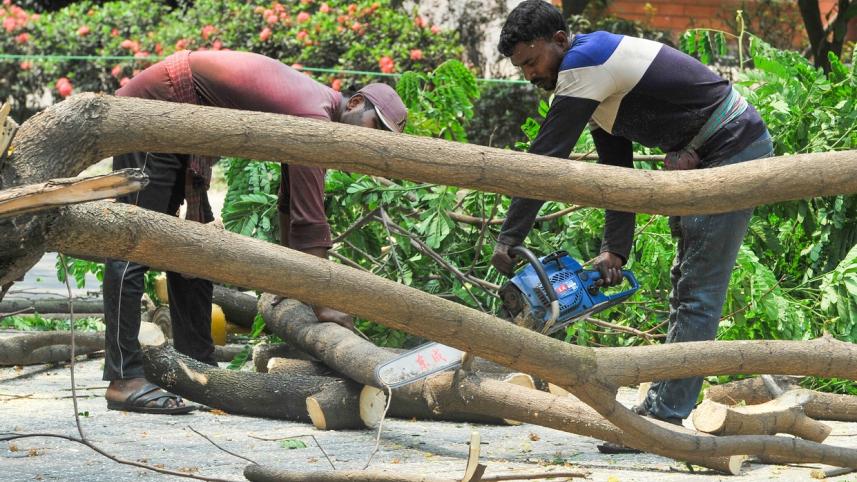 Felling trees, rising temperatures: Dhaka's environmental wake-up call