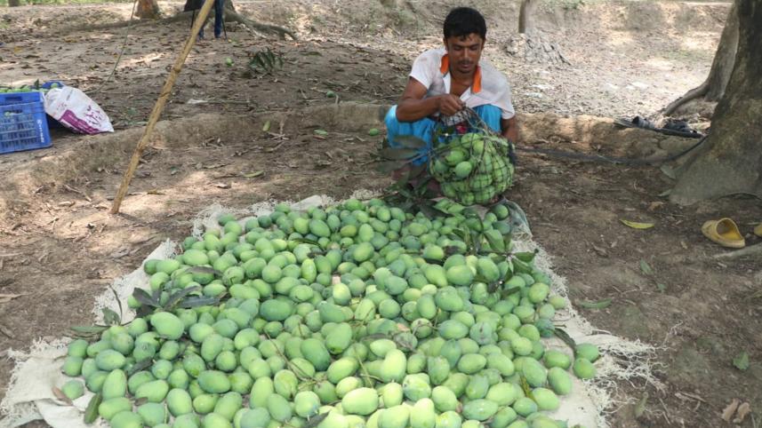 Price triples as mango season starts in Rajshahi Price triples as mango season starts in Rajshahi