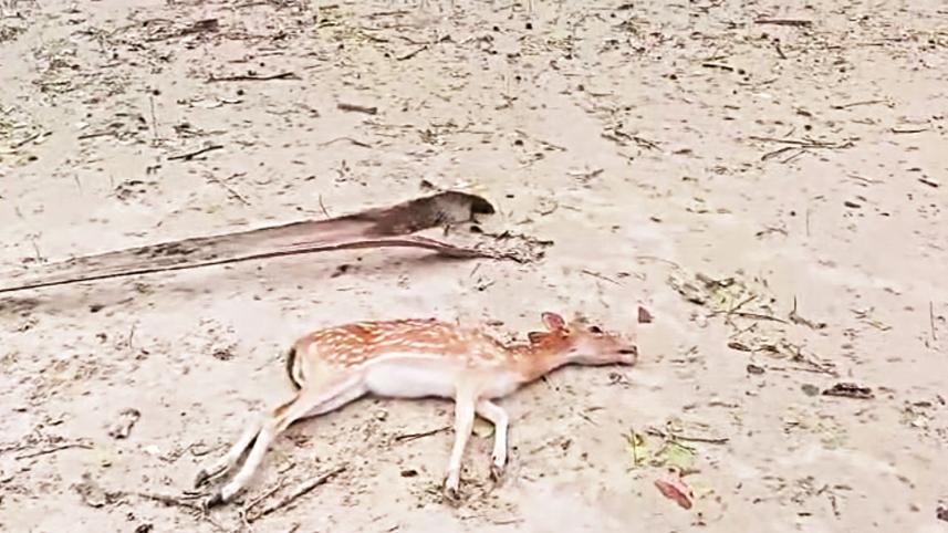 sundarban2.jpg