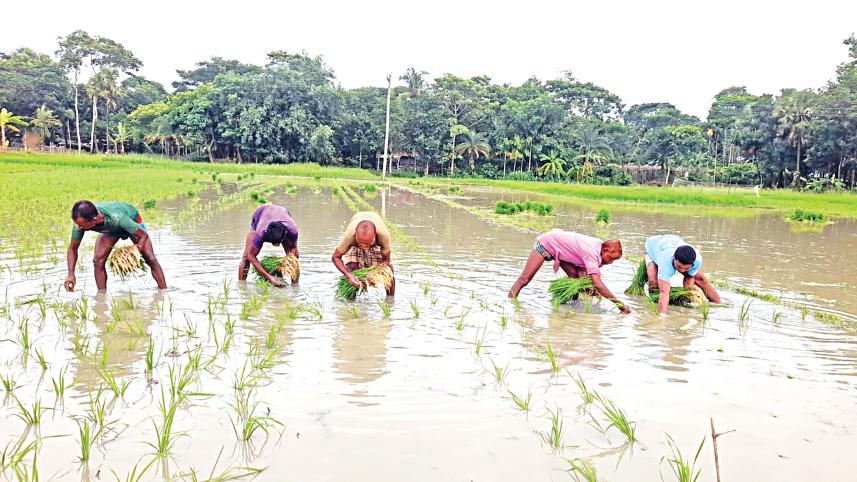 Bangladesh may miss Aman rice cultivation target