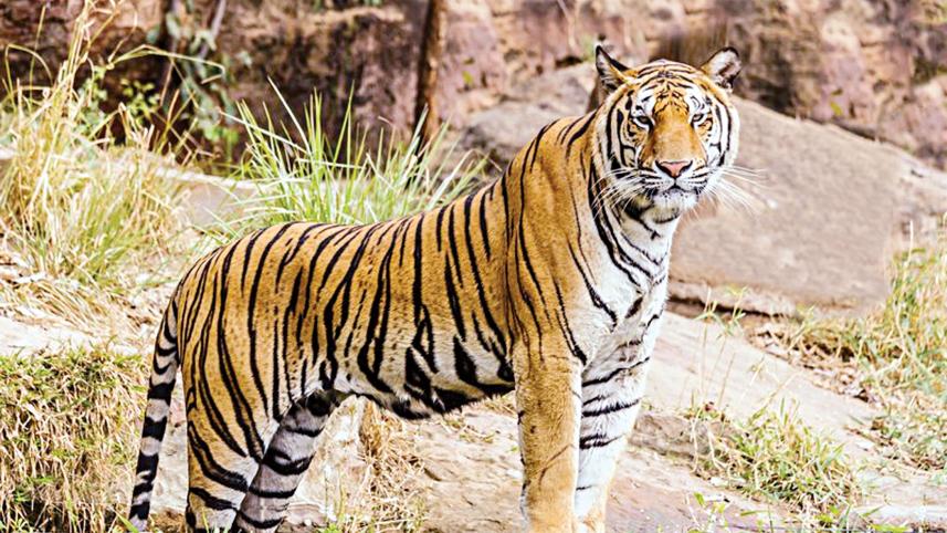 tiger.jpg