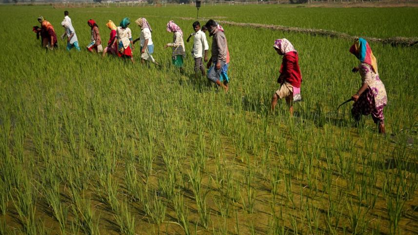 rice_production_india.jpg