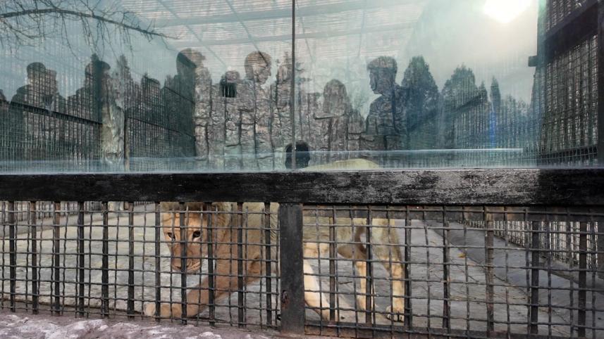afp_20241120_36mw9wl_v1_preview_russiankoreadiplomacyanimals.jpg