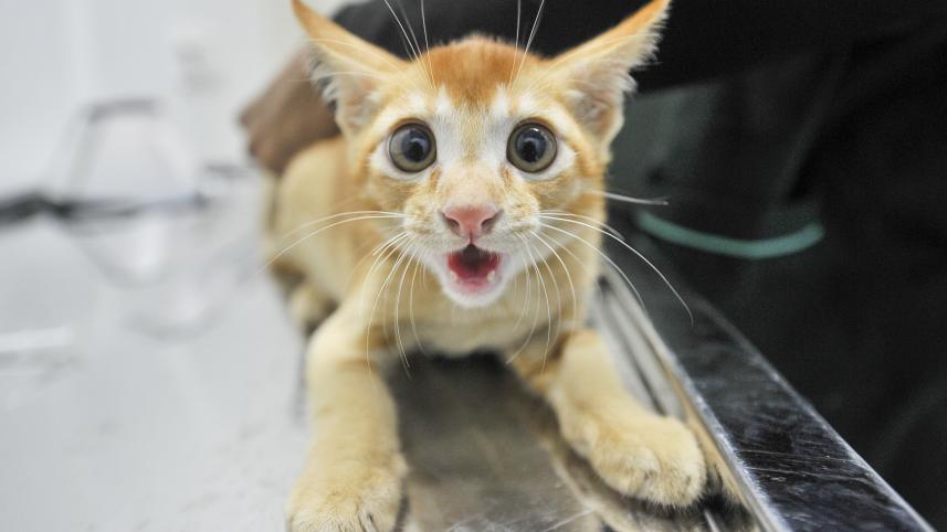 Dhaka’s pets deserve better, but can owners afford it?