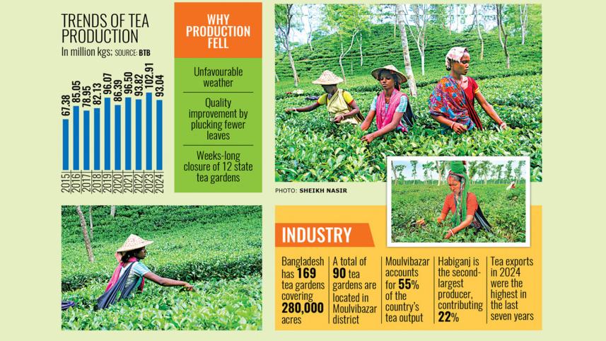 bangladesh-tea-industry.jpg