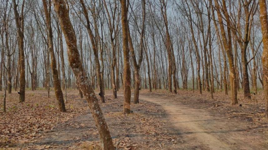 rubber plantation workers abducted in Lama rubber plantation workers abducted in Lama