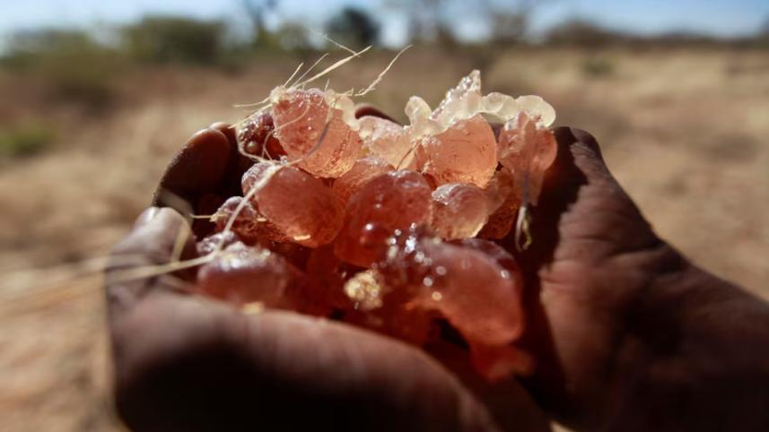 gum_arabic_reuters.jpg