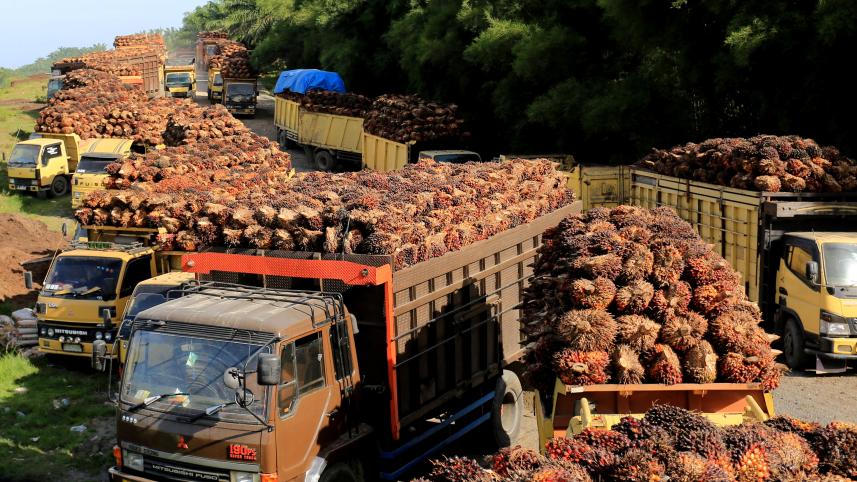 indonesia palm oil.jpg