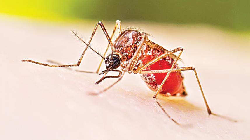 rising dengue cases in Bangladesh rising dengue cases in Bangladesh