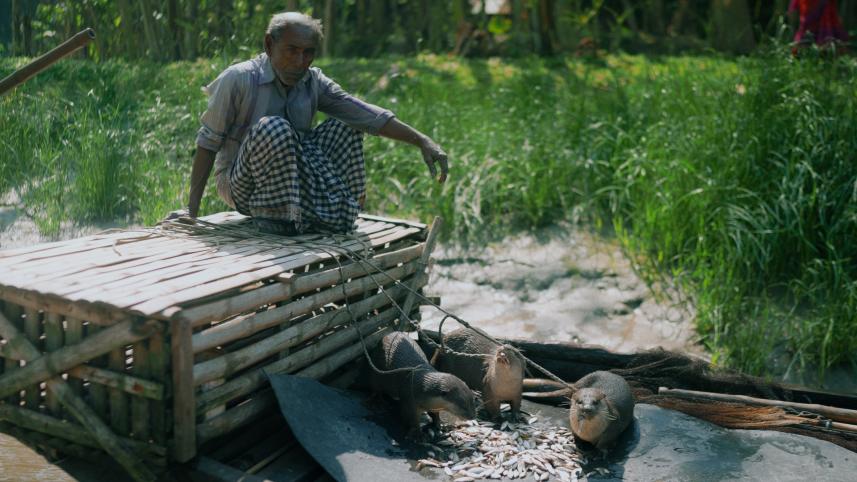 Why Narail’s otter‑fishing tradition could disappear forever