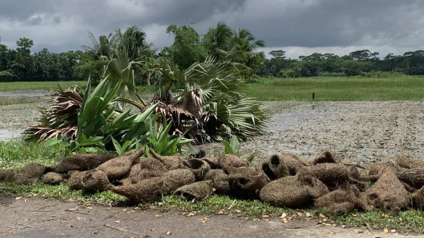 babui-weaver-nests