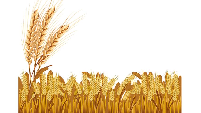 wheat-art.jpg