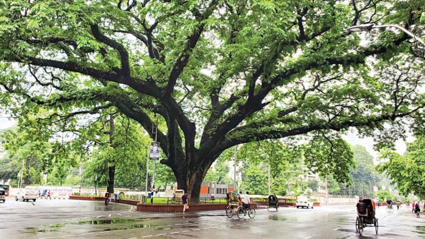 Trees can be the cheapest anti-heat, anti-anger infrastructure