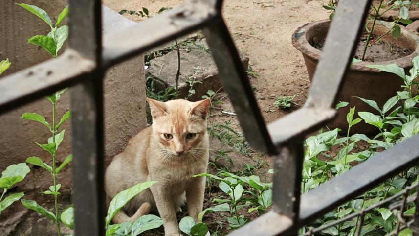 Why are we hurting the cats that need us most?         miom-_0326-xmj72kplmgw-unsplash.jpg