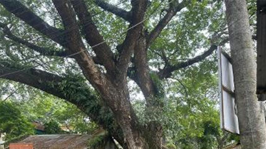 150yr-tree.jpg
