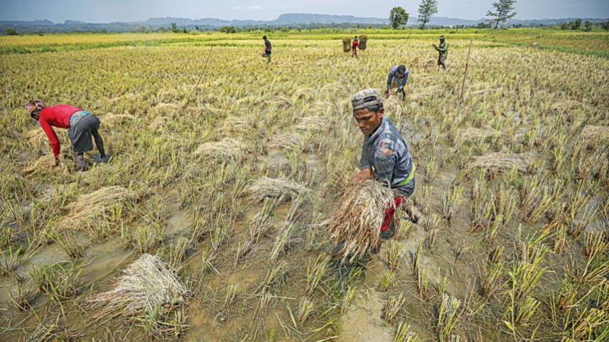 op_2_crop-harvesting_file_rajib_raihan.jpg
