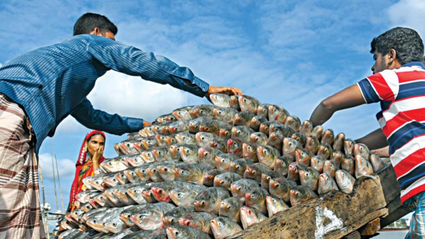 hilsa.jpg