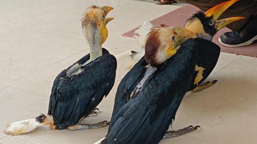 hornbills rescued_63d6.jpg